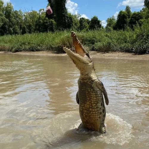 Jumping Crocodile Cruise