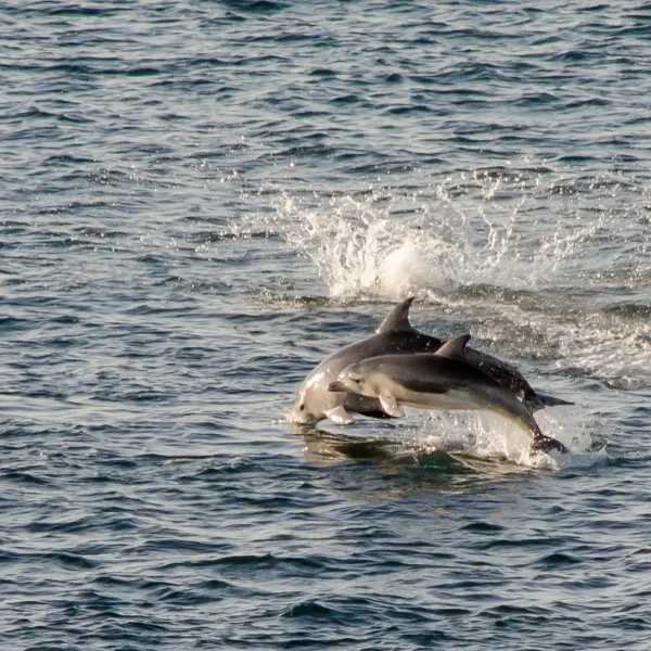 Port Phillip Bay Dolphins