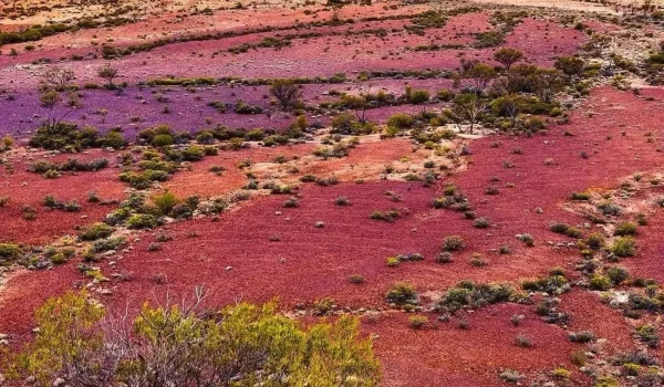The Science and Timing Behind the Desert’s Rarest Colour Change