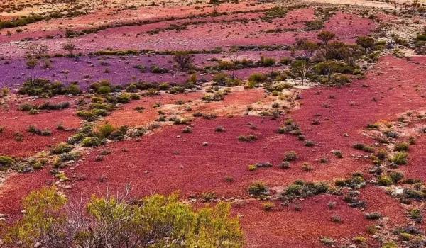 The Science and Timing Behind the Desert’s Rarest Colour Change