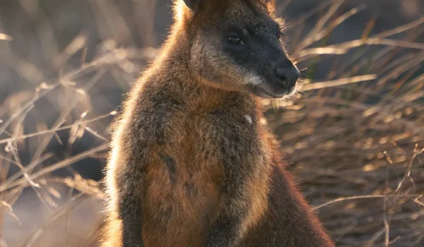 Things to do in Phillip Island