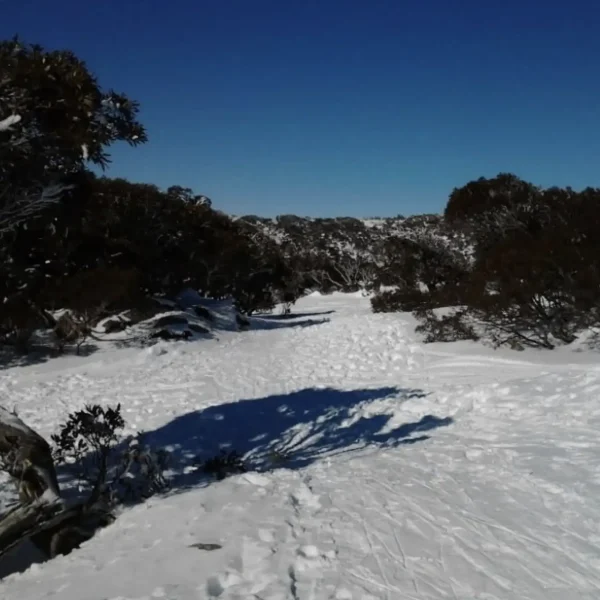 Why Snow Falls In The Great Dividing Range