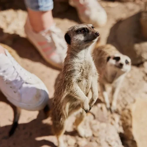 animal exhibits