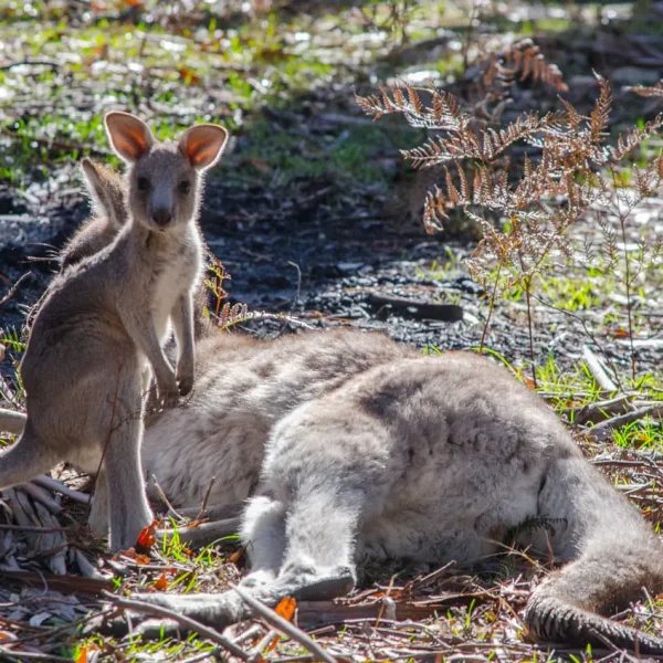 autopia tours great ocean road