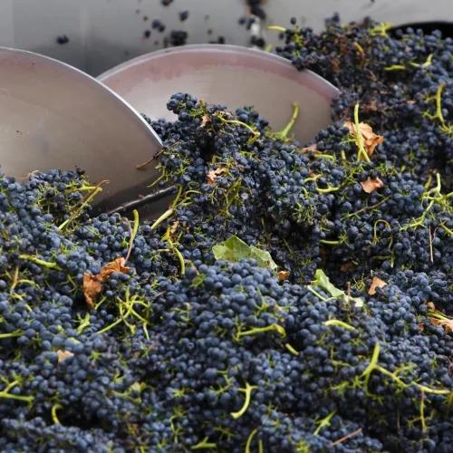 best winery tour yarra valley
