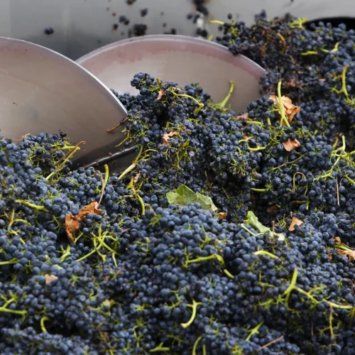 best winery tour yarra valley