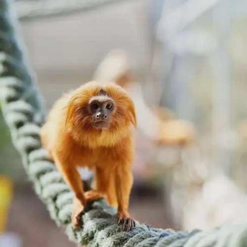 capuchin monkey