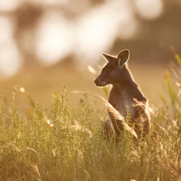 grampians hiking tour