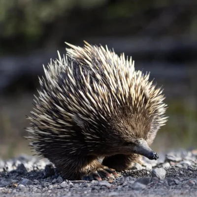grampians national park