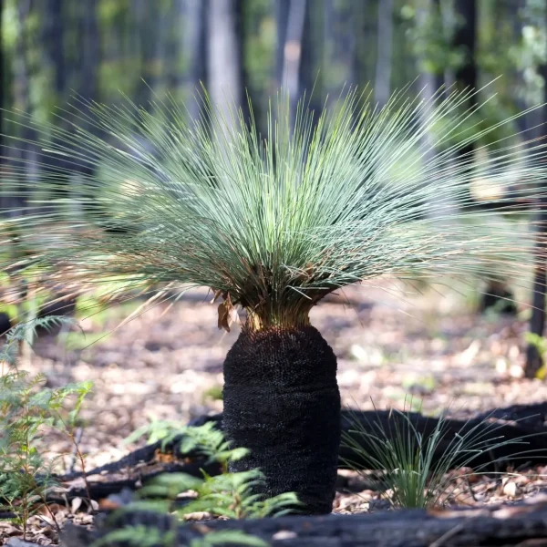 great ocean road 3 day tour
