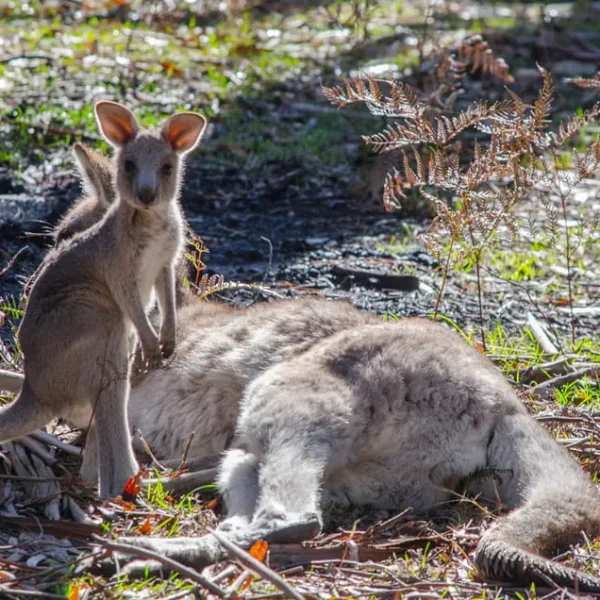 great ocean road and grampians tour