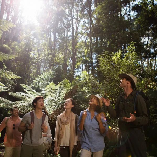 great ocean road melbourne tour
