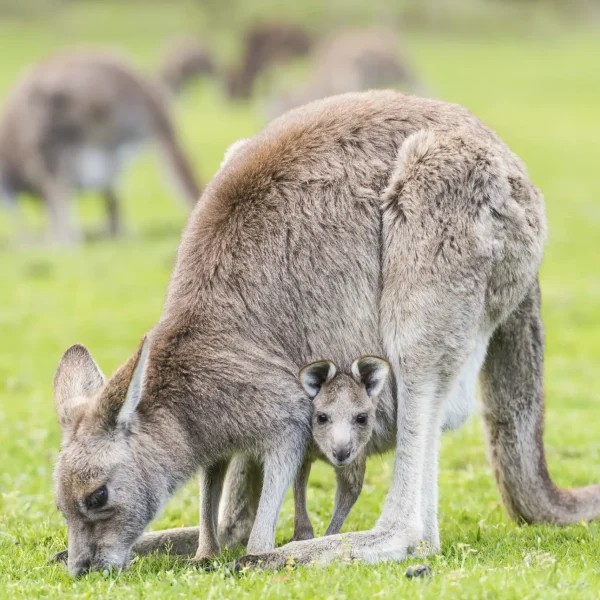 great ocean road tour 3 days