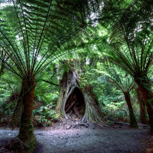 great ocean road tour from melbourne