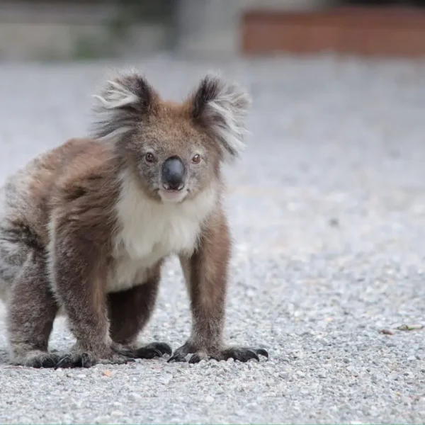 great ocean road tour package