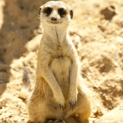 meerkat experience