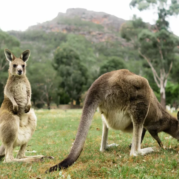 melbourne adelai road trip