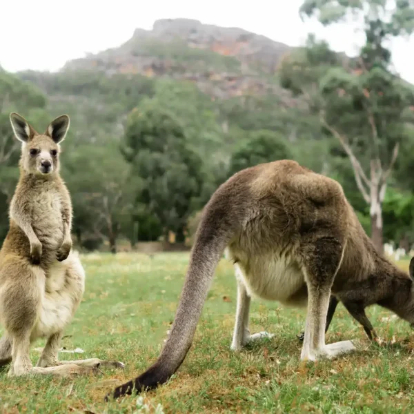 melbourne adelai road trip