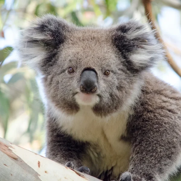 melbourne to adelaide road trip 3 days