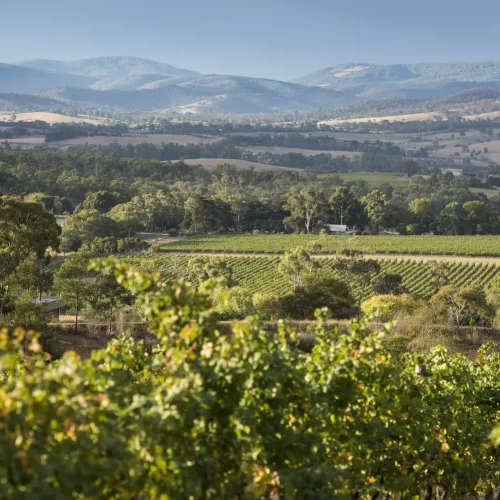 melbourne wine tours yarra valley