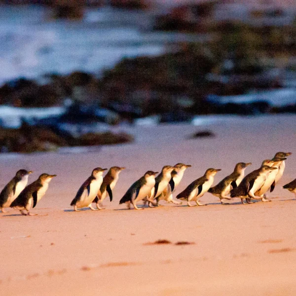 mornington peninsula and phillip island tour