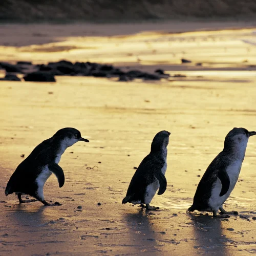 penguin island melbourne