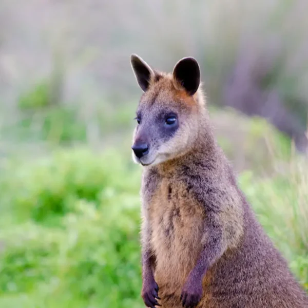 phillip island 2 days tour