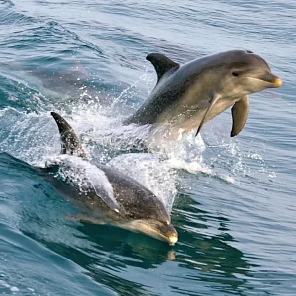 phillip island and great ocean road tour