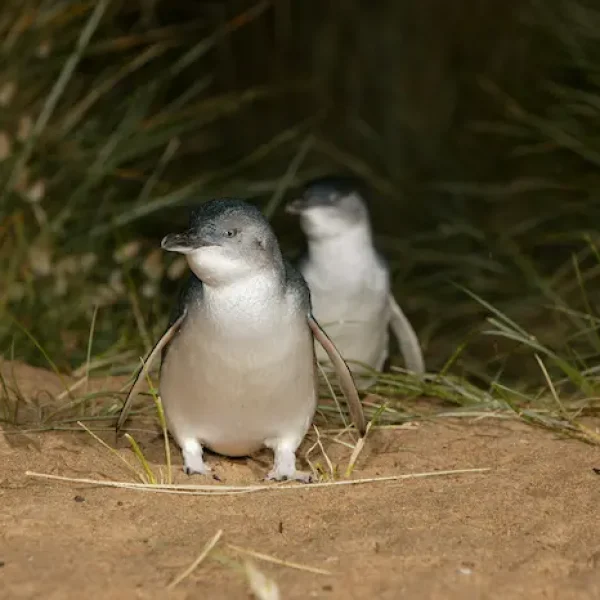 phillip island itinerary