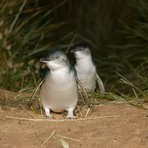 phillip island tour deals