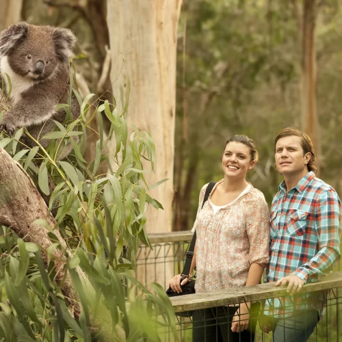 phillip island tour melbourne