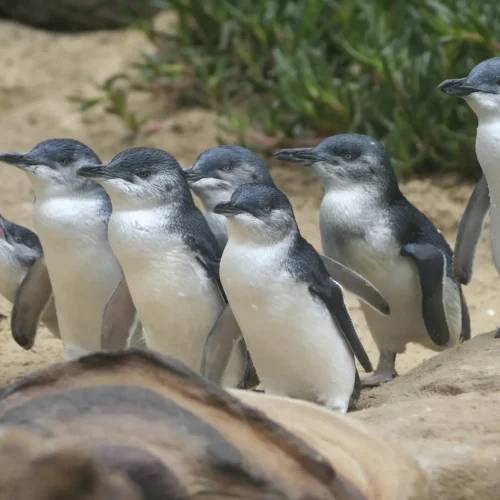 phillip island tour
