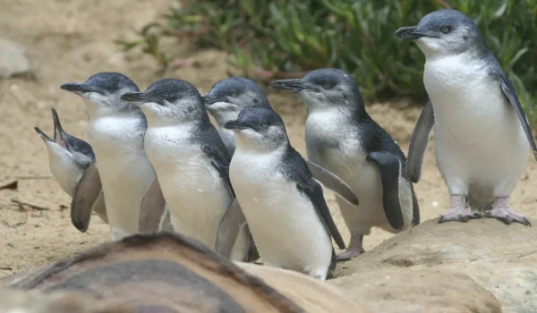 things to do in phillip island