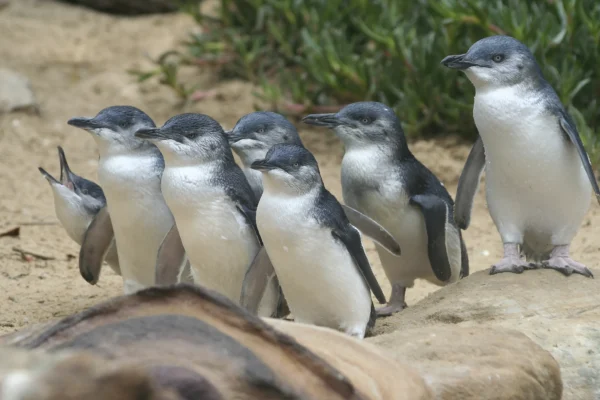 things to do in phillip island