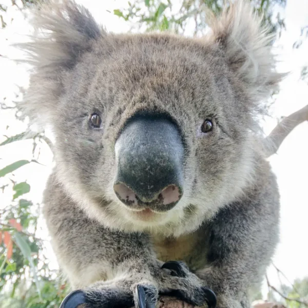 tours melbourne to adelaide