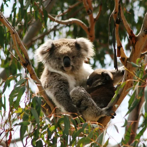 wildlife tours phillip island
