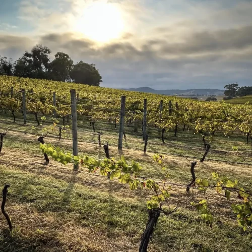 winery tour melbourne