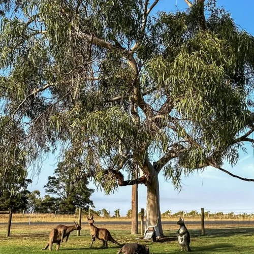 yarra valley tour from melbourne