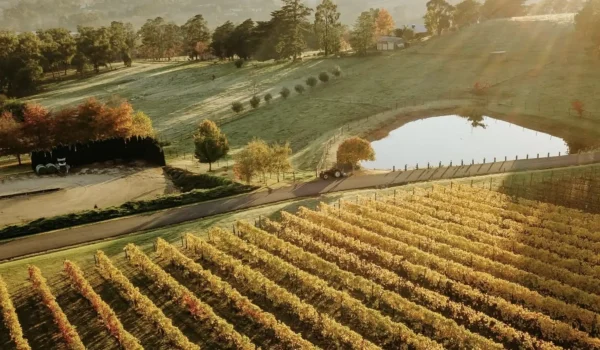 yarra valley wine tours
