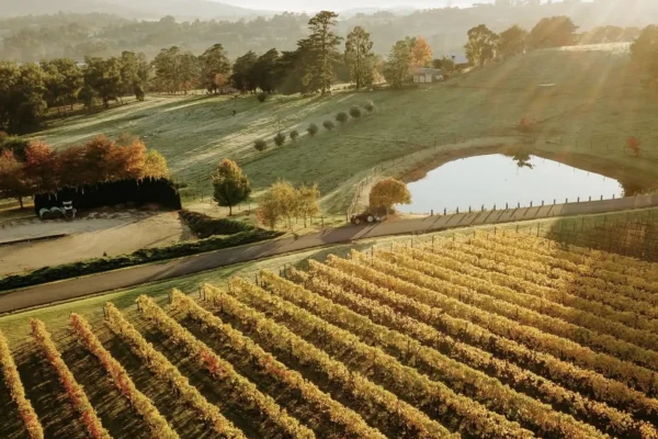 yarra valley wine tours