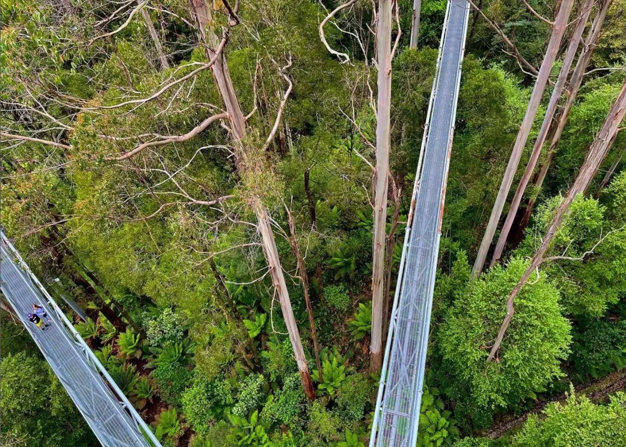 great ocean road things to do