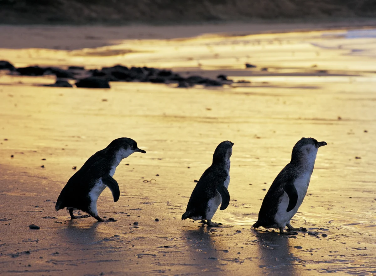 penguin island melbourne
