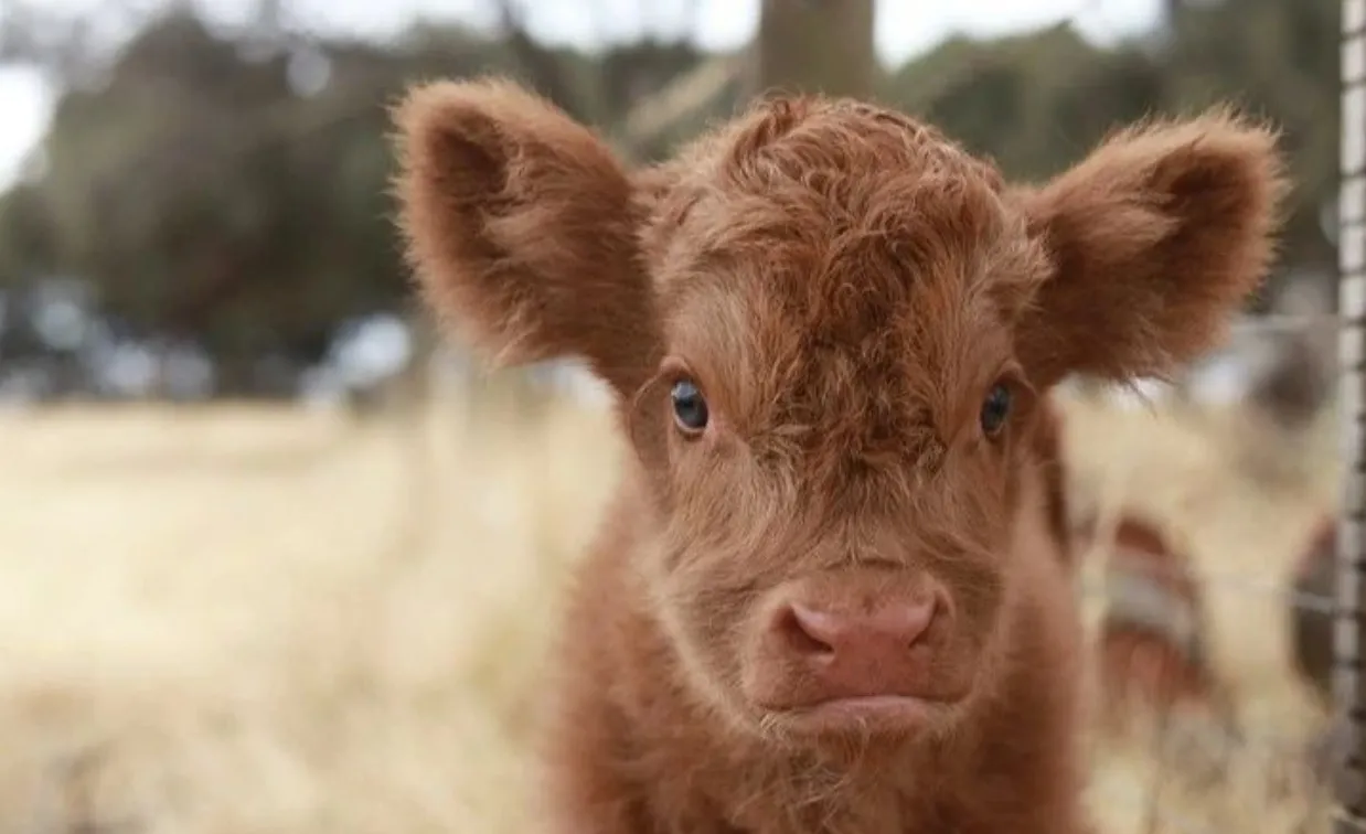 philip island things to do