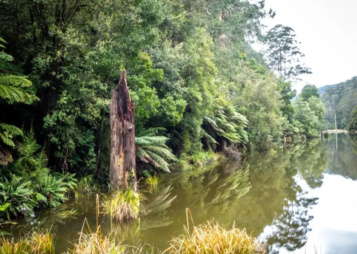 things to do in otway national park