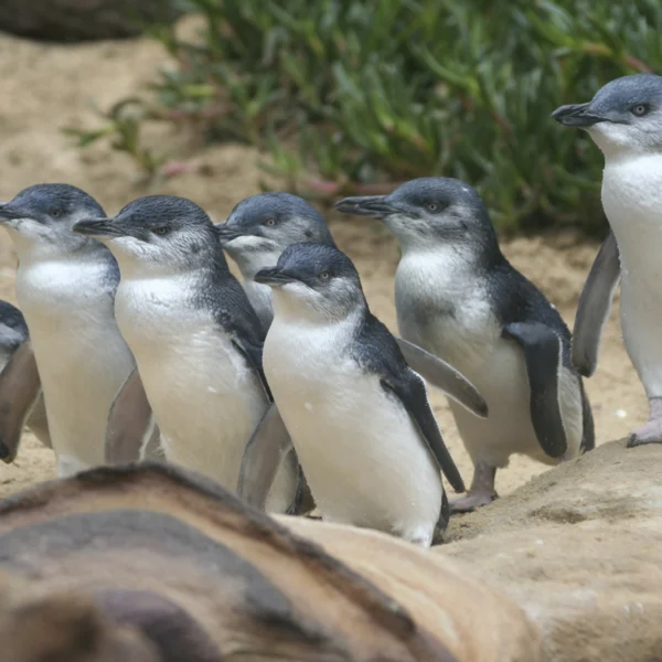 things to do in phillip island