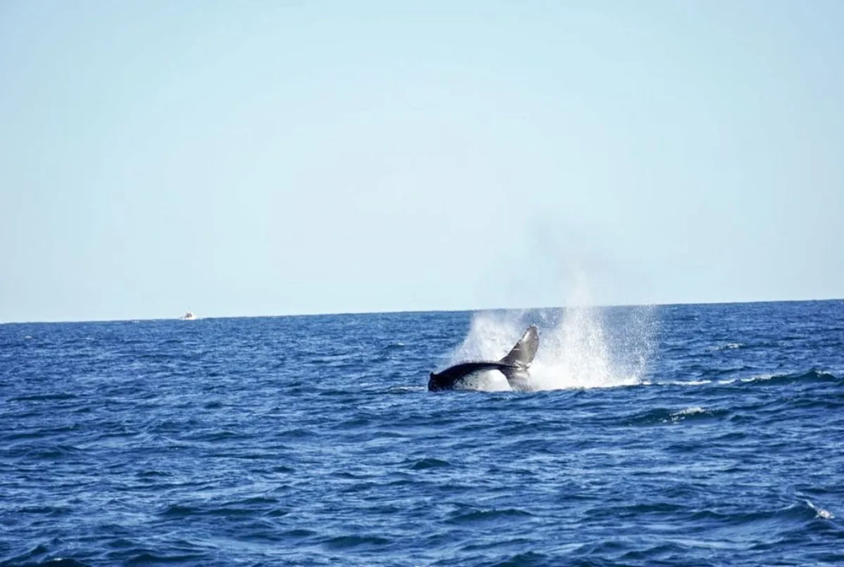 things to do near phillip island