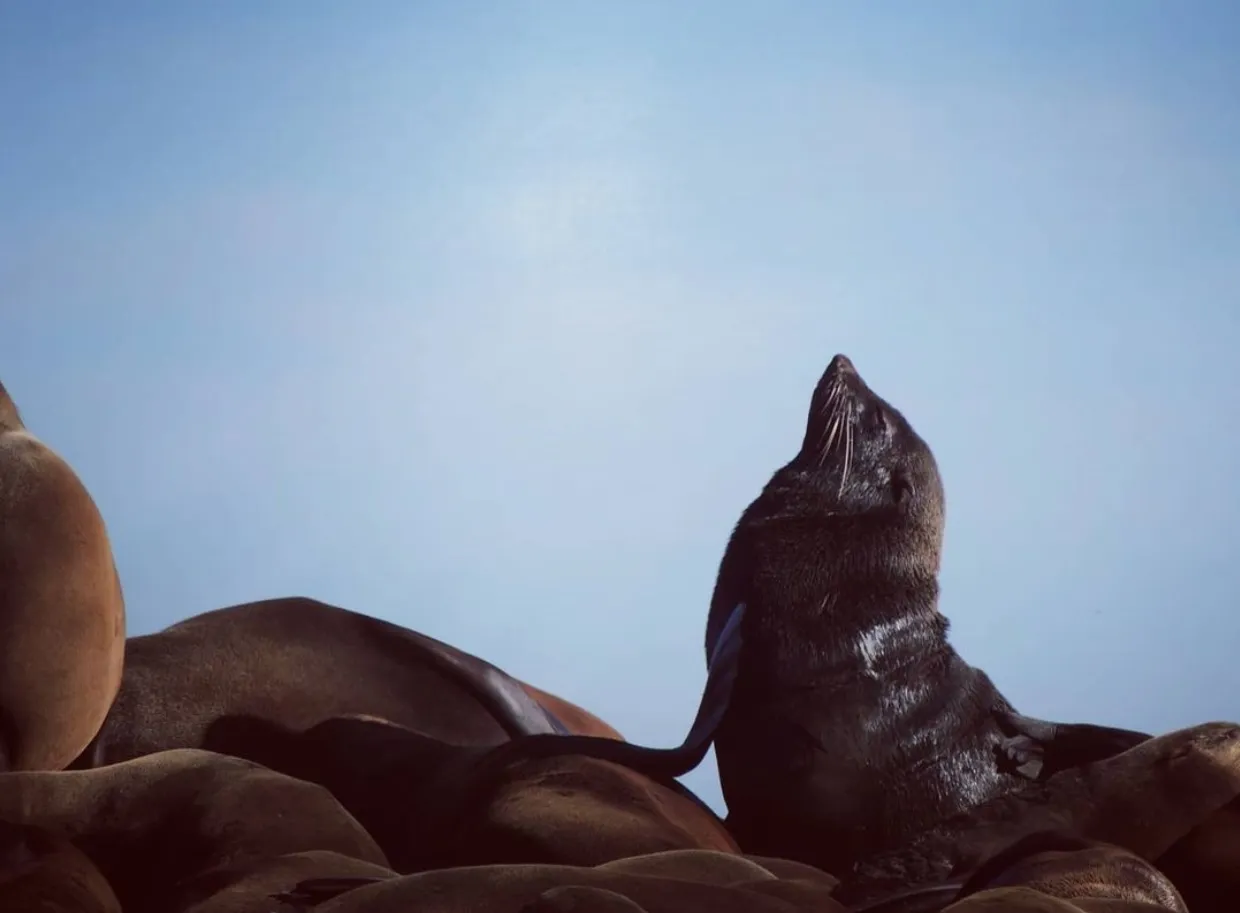 things to do on phillip island